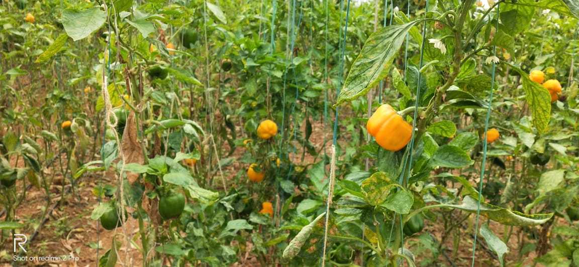A Grade Capsicum - Red And Yellow Varieties, Year-round Supply At Fixed Rates