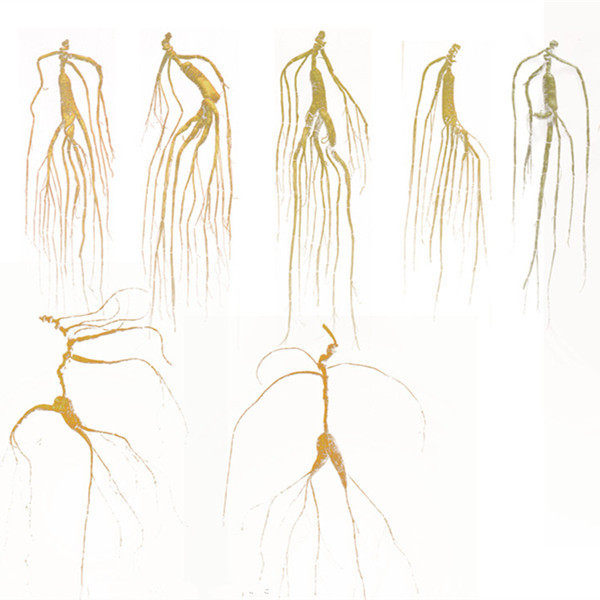 Dry Changbai Mountains Wild Ginseng Root Transplant Wild Ginseng