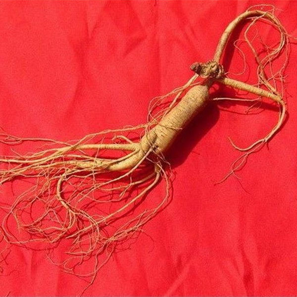 Chinese Famous And Healthy Wild Ginseng About 18 Years Old From Changbai Mountain, Jilin