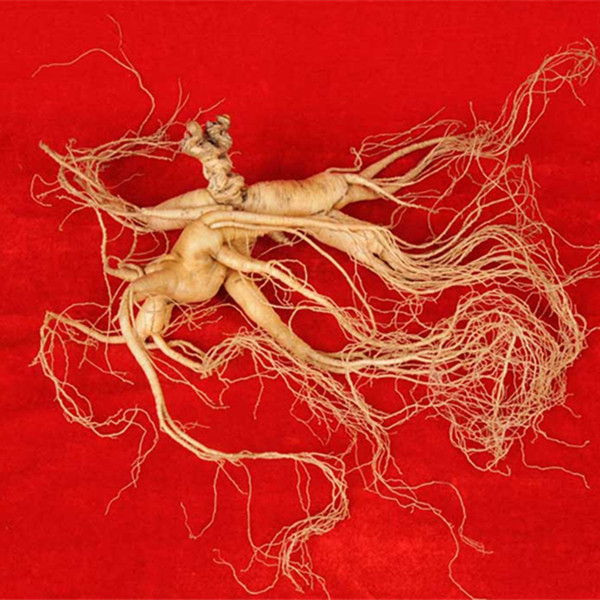 Chinese Famous And Healthy Wild Ginseng About 18 Years Old From Changbai Mountain, Jilin
