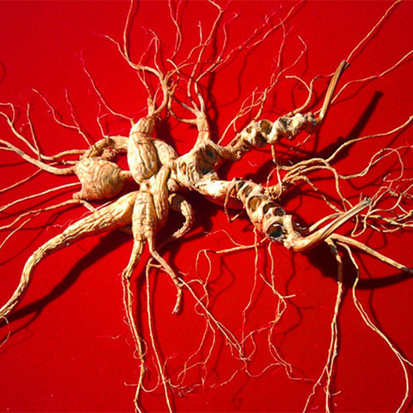 Chinese Famous And Healthy Wild Ginseng About 18 Years Old From Changbai Mountain, Jilin