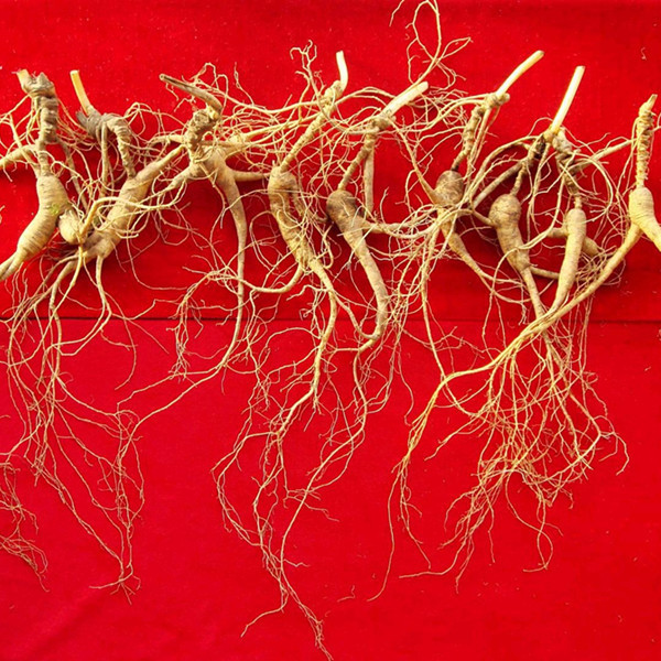 Chinese Famous And Healthy Wild Ginseng About 18 Years Old From Changbai Mountain, Jilin