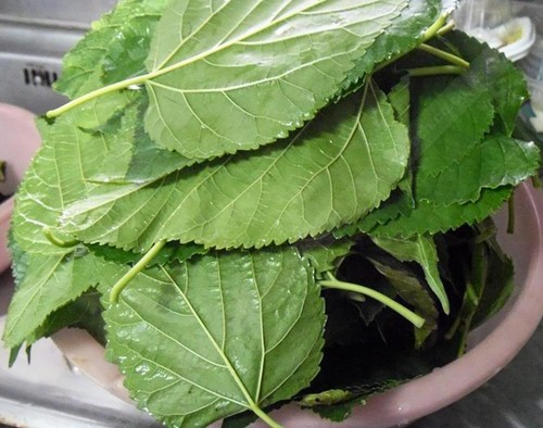 सूखे उच्च गुणवत्ता वाले पत्ते की शहतूत की चाय