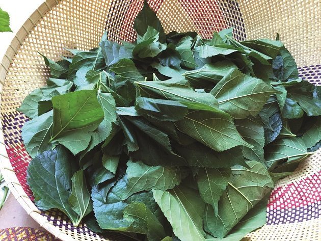 Dried High Quality Leaf Mulberry Tea