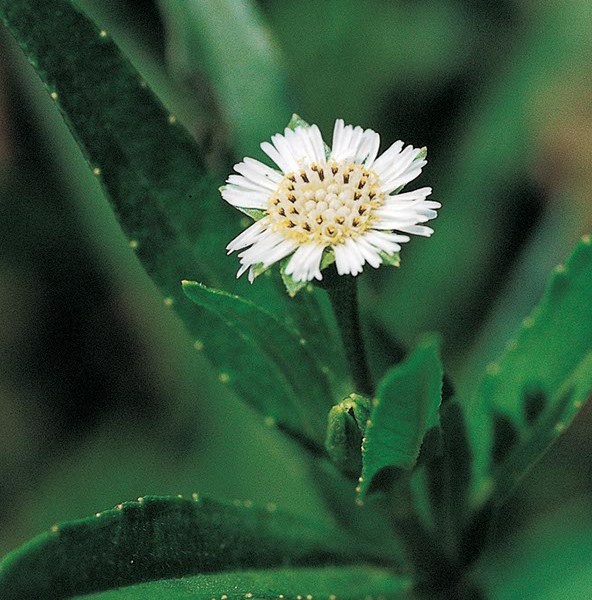 Herba Ecliptae Powder - 100% Dried And Crushed Herbal Ingredients, Ideal For Tonics And Health Elixirs
