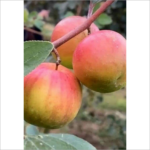 Red Apple Ber Plant