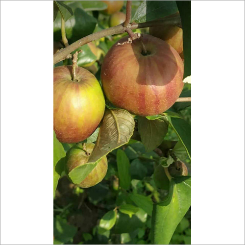 Red Apple Ber Plant