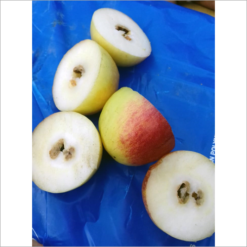 Red Apple Ber Plant