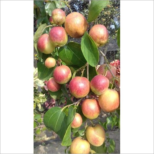 Red Apple Ber Plant