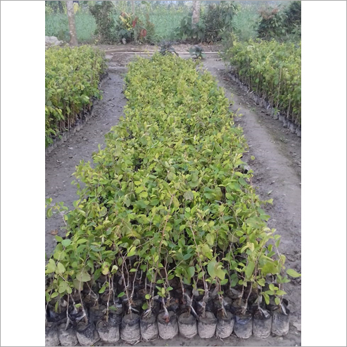 Red Apple Ber Plant