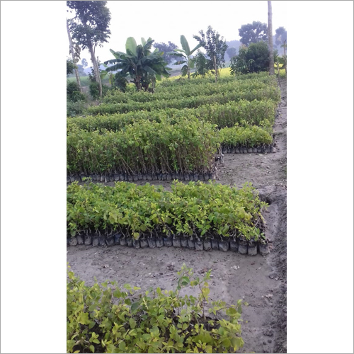 Red Apple Ber Plant