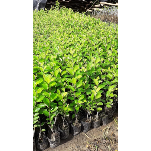 Red Apple Ber Plant