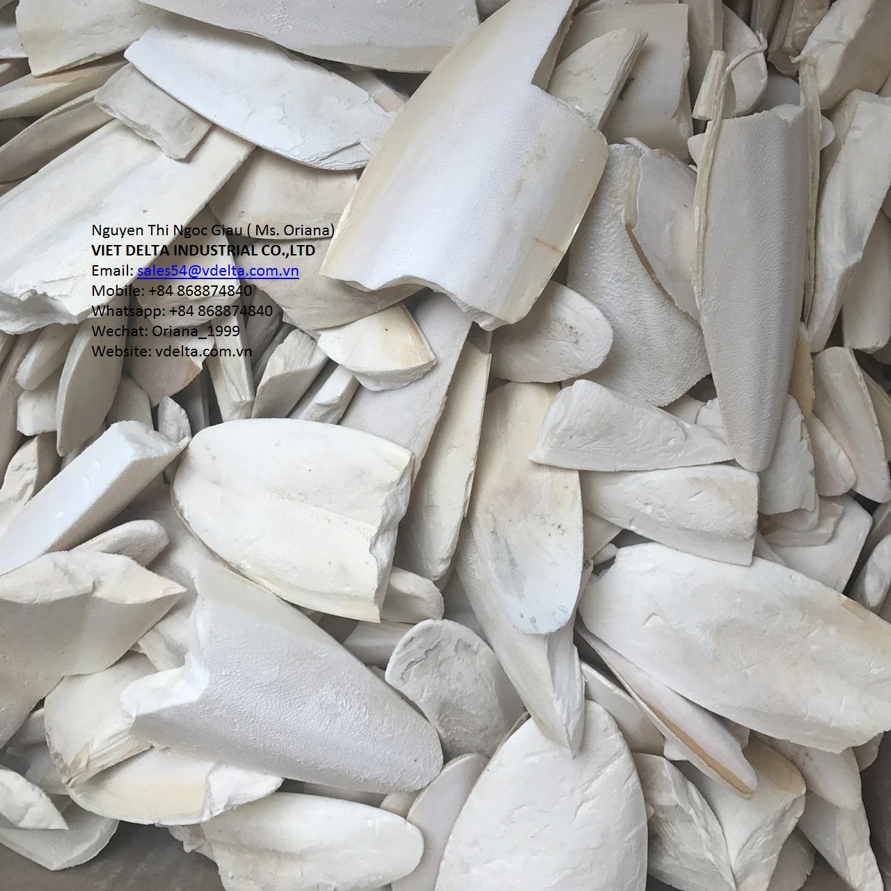 Cuttlefish Bone - Dried Globe Fish Variety | Unique Preservation Process For Optimal Freshness