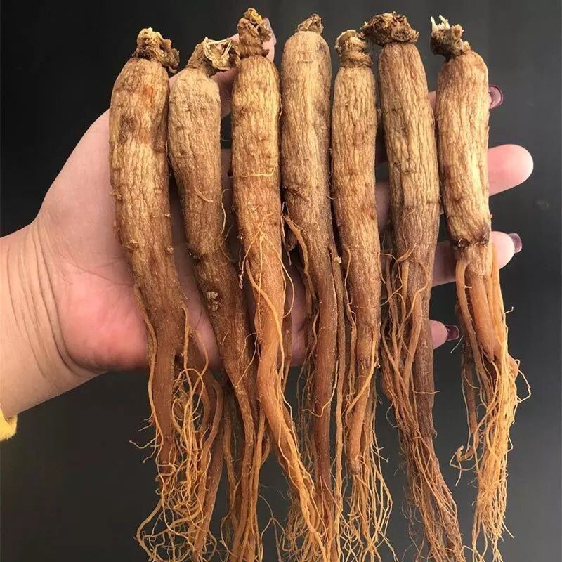 Red Ginseng From Jilin Province Changbai Mountain