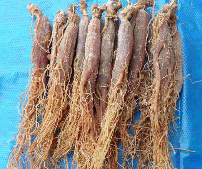 Red Ginseng From Jilin Province Changbai Mountain