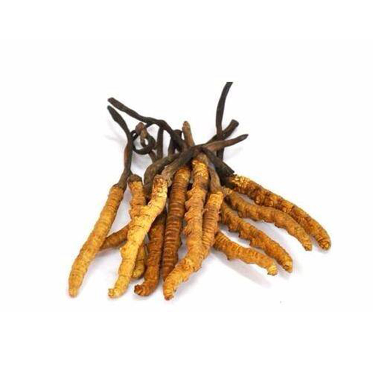 High Quality Dong Chong Xia Cao Aweto Price Cordyceps Sinensis