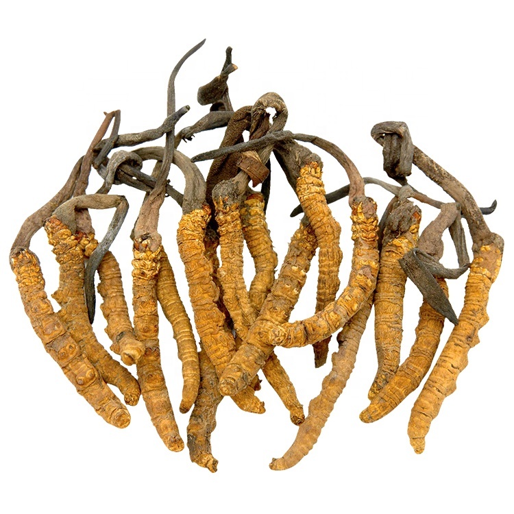 High Quality Dong Chong Xia Cao Aweto Price Cordyceps Sinensis