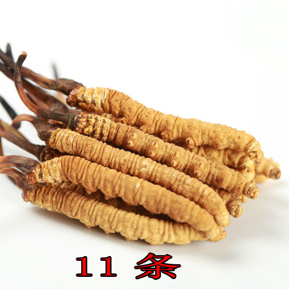 Dong Chong Xia Cao Pure Natural Cordyceps Sinensis For Immunity Enhancement