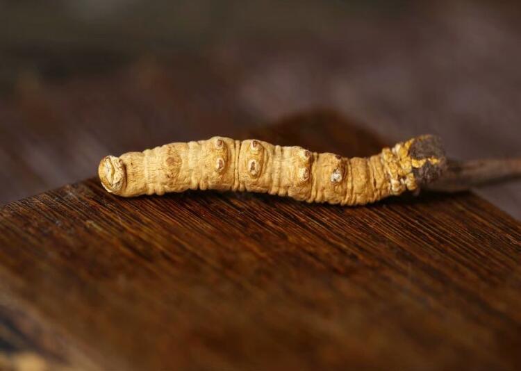 Dong Chong Xia Cao Pure Natural Cordyceps Sinensis For Immunity Enhancement