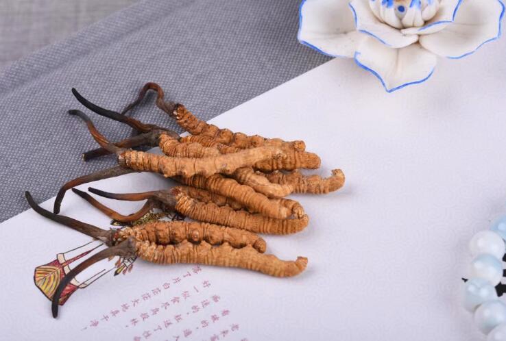 Dong Chong Xia Cao Pure Natural Cordyceps Sinensis For Immunity Enhancement