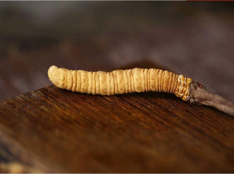 Dong Chong Xia Cao Pure Natural Cordyceps Sinensis For Immunity Enhancement
