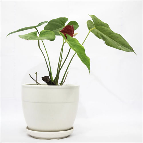 Anthurium Red Outdoor Plants Shelf Life: No Applicable Months