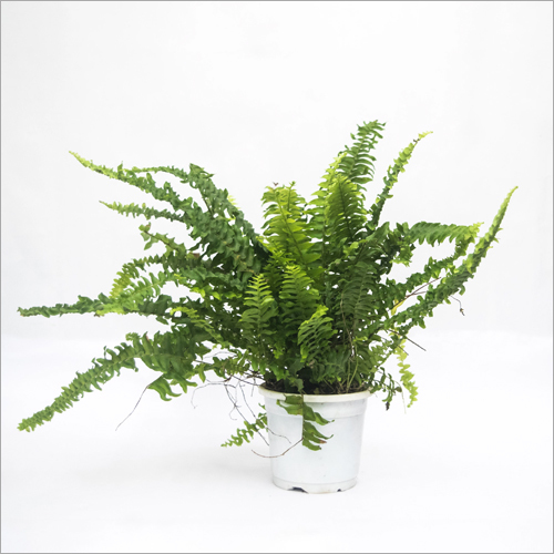 फ्लफी रफ़ल फ़र्न हैंगिंग प्लांट शेल्फ लाइफ: लागू नहीं होने वाले महीने