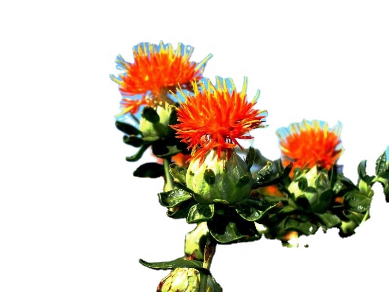 Hong Hua Pure Natural Dried Safflower With Tiller Yellow Red Flower