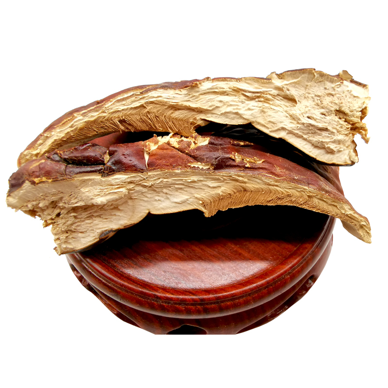 Dried Wild Ganoderma Tsugae Murr 100% Natural And Organic