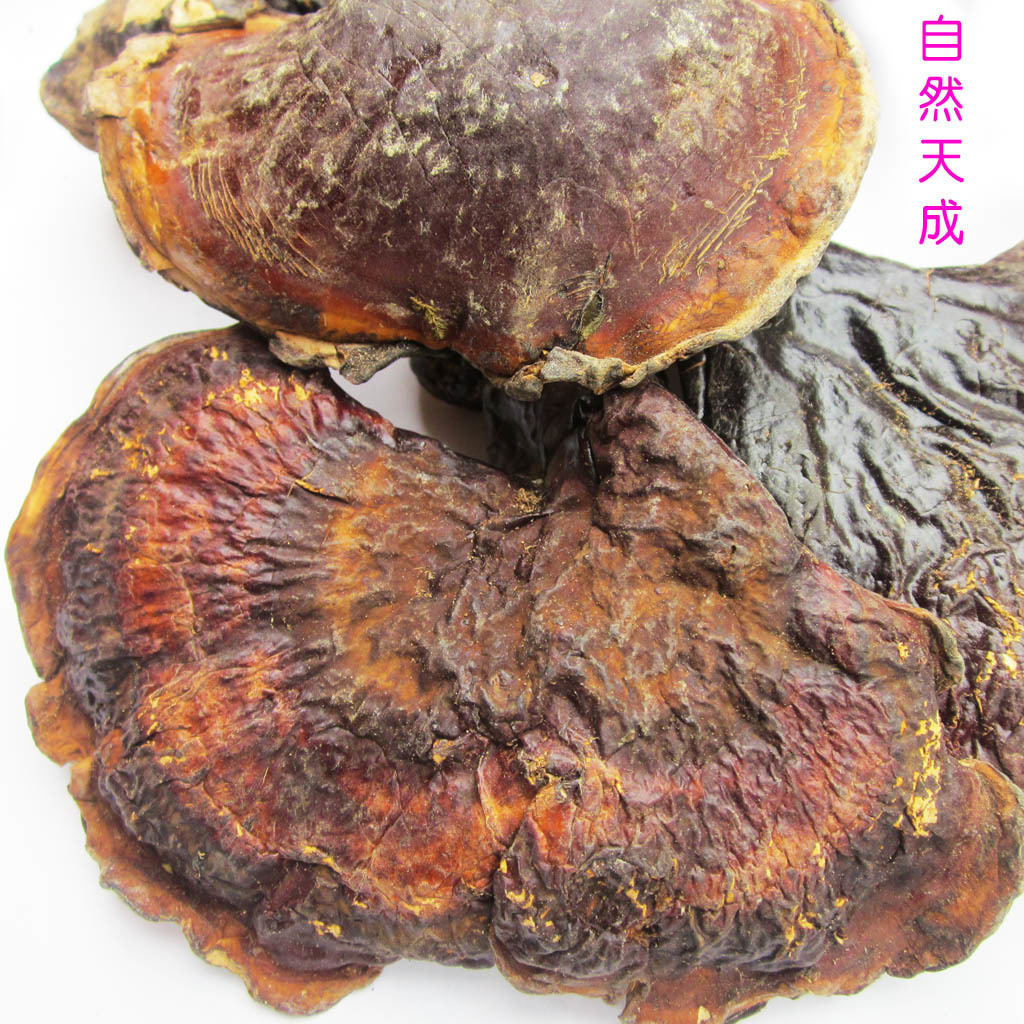 Dried Wild Ganoderma Tsugae Murr 100% Natural And Organic