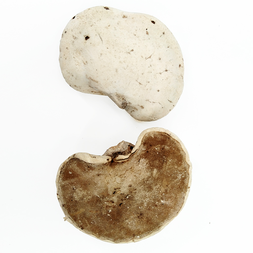 Natural Fungus Stereum Hirsutum (Willd. : Fr.) S. F. Gray Whole Part