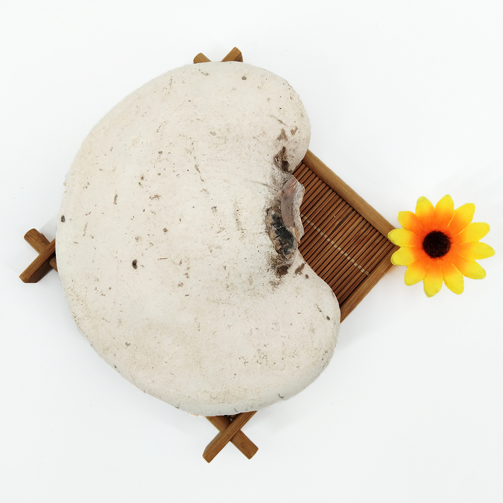 Natural Fungus Stereum Hirsutum (Willd. : Fr.) S. F. Gray Whole Part