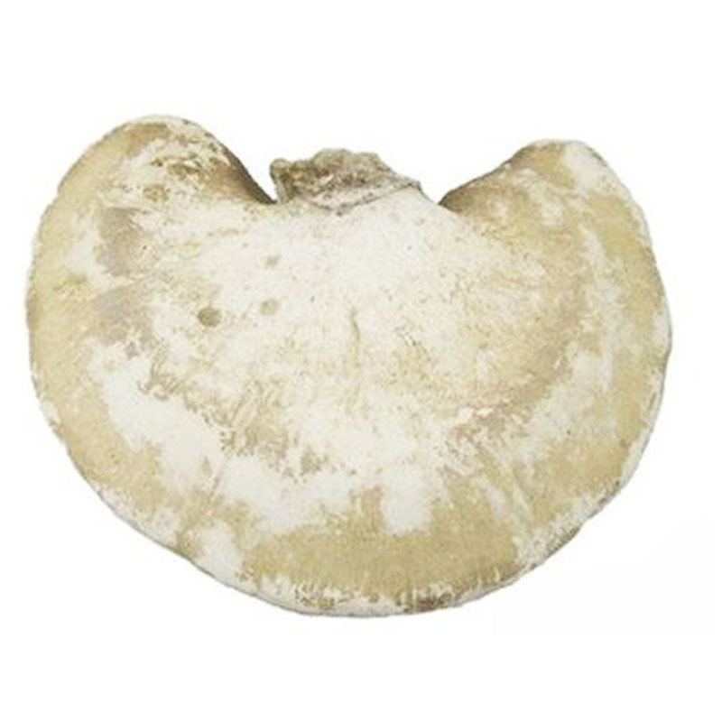Natural Fungus Stereum Hirsutum (Willd. : Fr.) S. F. Gray Whole Part