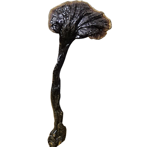 Reishi Mushroom Ganoderma lucidum