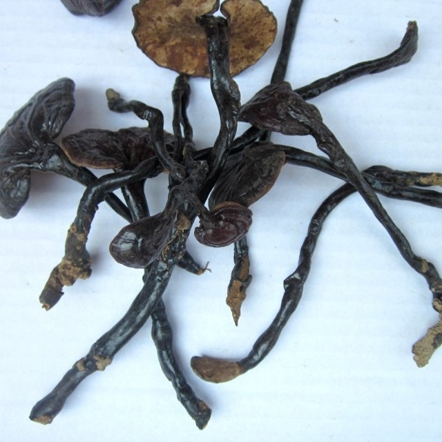 Reishi Mushroom Ganoderma Lucidum