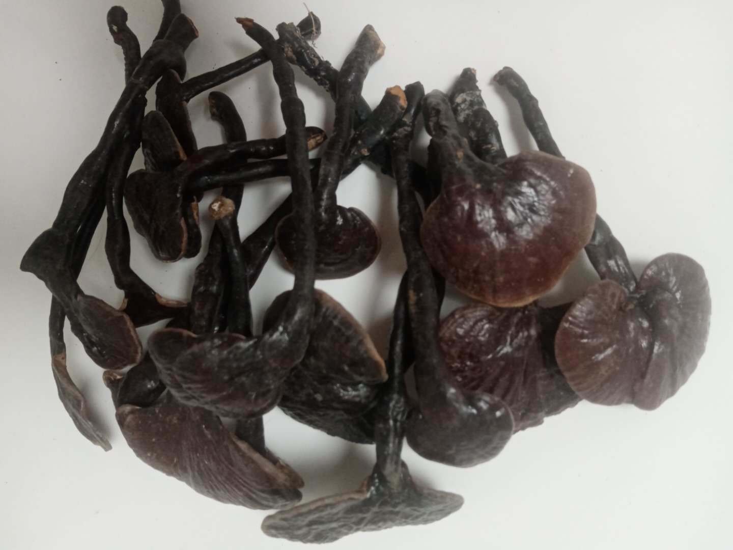 Reishi Mushroom Ganoderma Lucidum