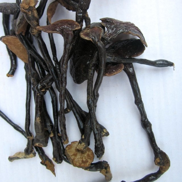 Reishi Lingzhi Ganoderma Lucidum Mushrooms Dried Herb Tea