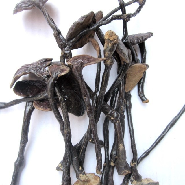 Reishi Lingzhi Ganoderma Lucidum Mushrooms Dried Herb Tea