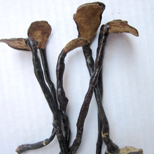 Lingzhi Black Reishi Mushroom Dried Ganoderma Lucidum Tea Drinks