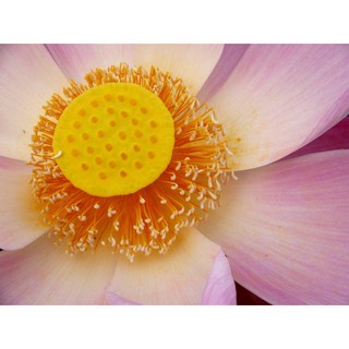 Dried Nelumbo Nucifera Gaertn Natural