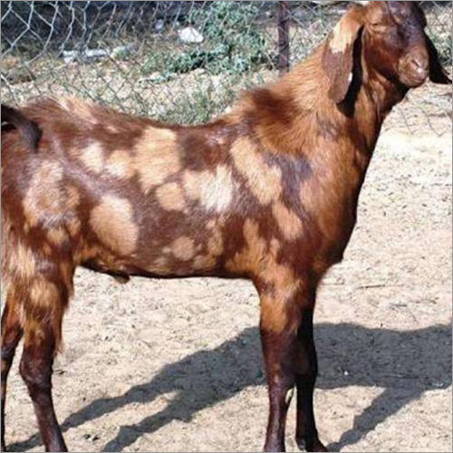 15 Plus Breed. Sirohi Goat