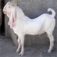 Jamnapuri Goat