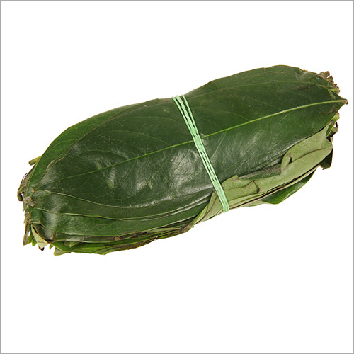 No Soursop Green Leaves - 200 Fresh Herbs | Suitable For All Age Groups, Antioxidant Properties, Store In Cool Environment
