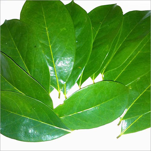 No Soursop Green Leaves - 200 Fresh Herbs | Suitable For All Age Groups, Antioxidant Properties, Store In Cool Environment