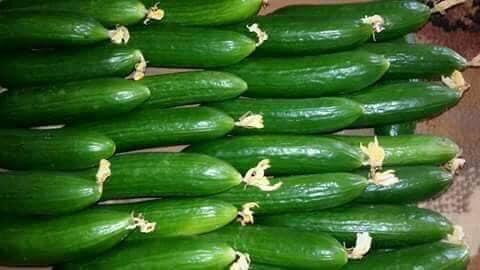 Green Cucumbers Moisture (%): 100%