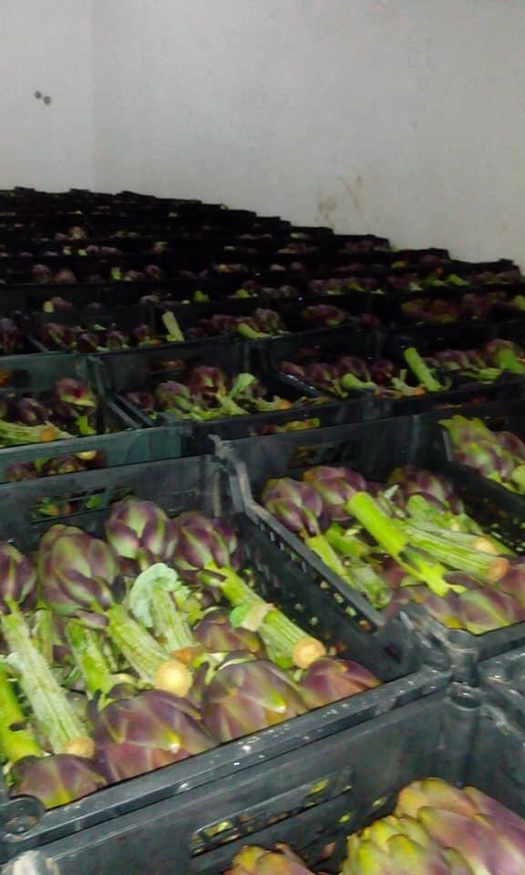 Egypian Artichoke Moisture (%): 100%