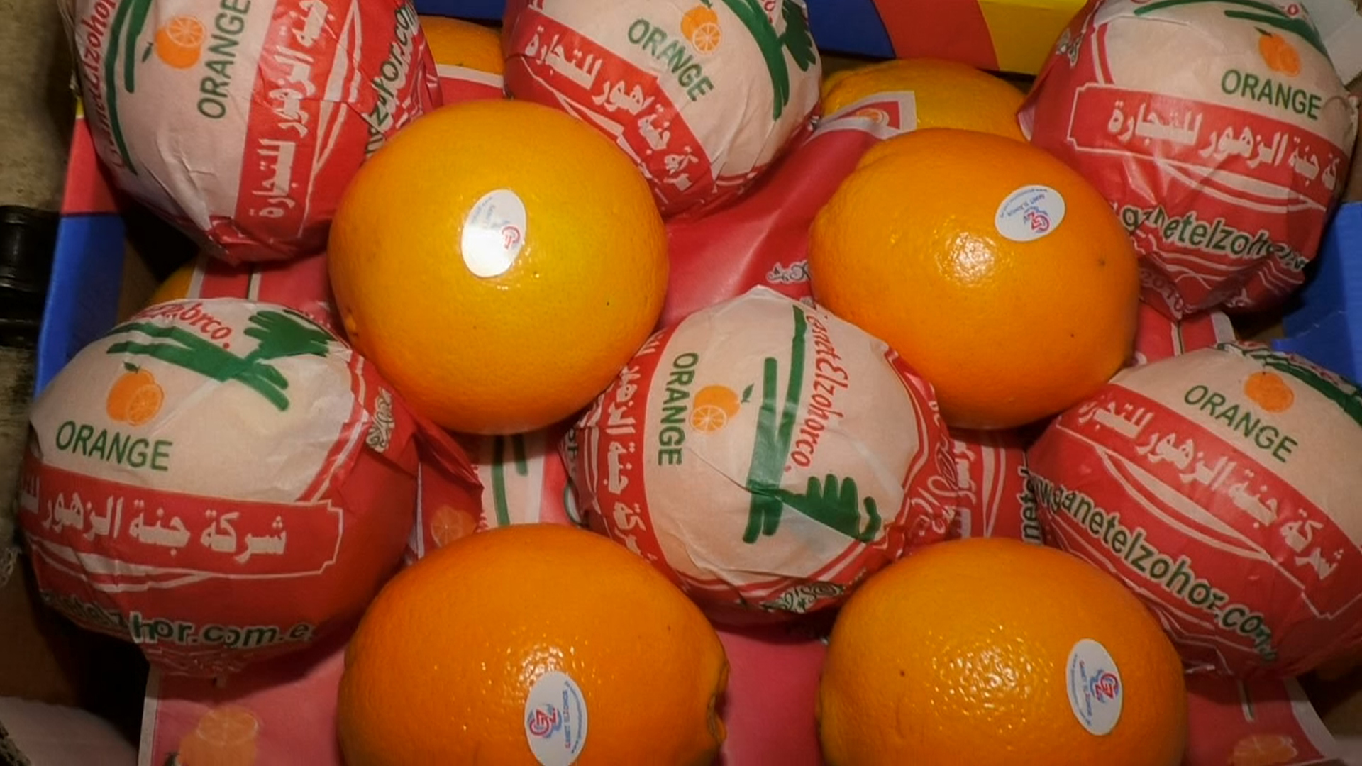 Neval Orange - Fresh Organic Citrus Fruits, Size 22mm To 113mm, Round Shape, Sweet And Easy-to-peel, Suitable For Salads And Baking