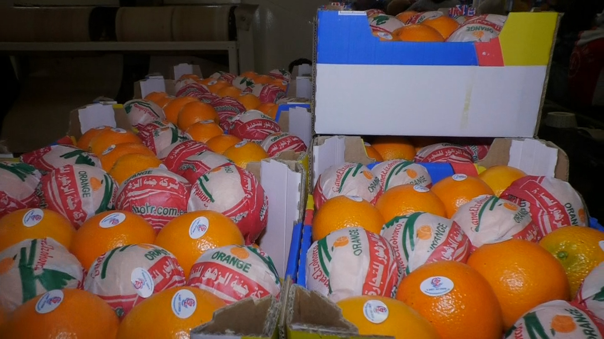 Neval Orange - Fresh Organic Citrus Fruits, Size 22mm To 113mm, Round Shape, Sweet And Easy-to-peel, Suitable For Salads And Baking