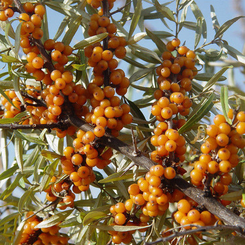 High Sprouting Rate Fruit Seeds Seabuckthorn Seed For Planting