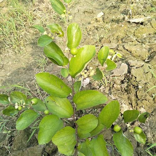 बाल कश्मीरी सेब का पौधा